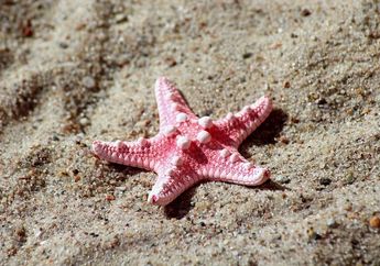 Apakah Bintang Laut Memiliki Otak?
