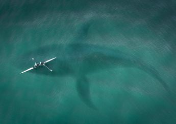 Terkenal Sebagai Hiu Purba Raksasa, Apakah Hiu Megalodon Masih Hidup?