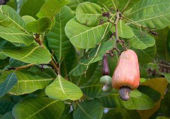 Namanya Jambu Monyet, tapi Benarkah Sebenarnya Bukan Jambu? #AkuBacaAkuTahu