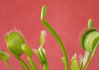 Kenalan dengan Venus Flytrap, Si Tanaman Karnivora Pemakan Serangga