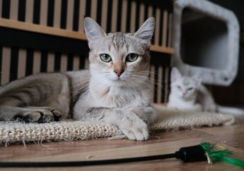 Pecinta Kucing Wajib Tahu, Inilah 5 Makanan Manusia yang Aman Dikonsumsi Kucing