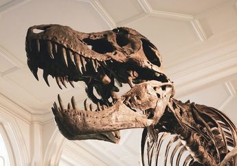 Benarkah Masih Ada Spesies Dinosaurus yang saat Ini Mendiami Bumi?