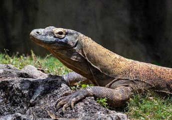 Jawab Soal Contoh Flora dan Fauna Endemik di Indonesia