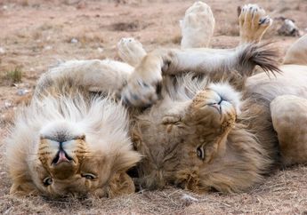 Benarkah Singa Tidur Lebih dari Sepuluh Jam Setiap Harinya? 