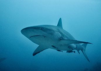 Ternyata Tidak Ada Hiu di Antartika! Ini Fakta Mengejutkan tentang Hewan Antartika