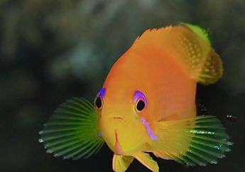 Apakah Ikan Berkedip?
