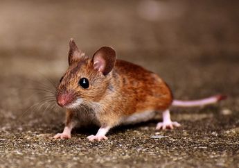 Kapan Tikus Tidur?