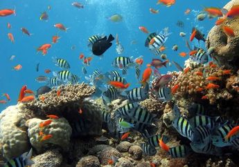 Apakah Ikan Berbicara Satu Sama Lain?