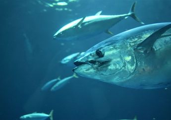 Baru Tahu, Ternyata Ikan Tuna Bermigrasi Secara Vertikal Sejauh 457 Meter, Ini Fakta Menarik Tuna