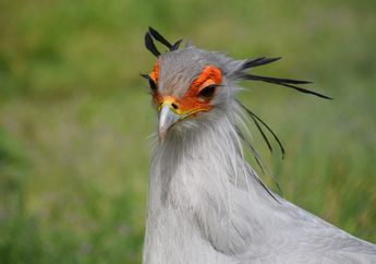 Mengenal Burung Sekretaris, Burung Predator yang Paling Cantik di Dunia