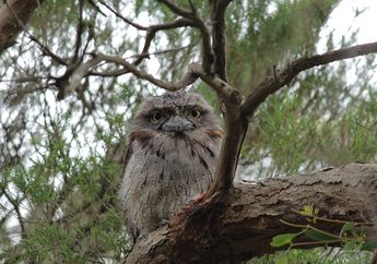 Mengenal Burung Frogmouth, Burung Paruh Lebar yang Sering Dikira Burung Hantu