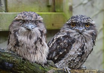 BERITA POPULER: Fakta Burung Frogmouth yang Sering Dikira Burung Hantu hingga Cara Pemerintah Mempersiapkan COVID-19 Menjadi Endemi