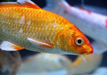 Mengapa Ikan Bersisik?