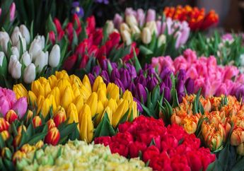 5 Bunga Tercantik di Dunia, Salah Satunya Adalah Bunga Calla Lily