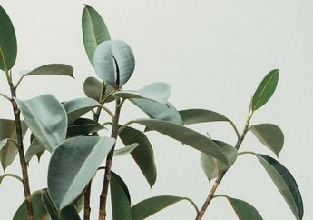 5 Jenis Gerak Nasti pada Tumbuhan