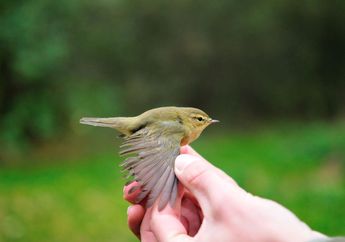 Meski Berat Tubuhnya Hanya 10 Gram, Burung Ini Bisa Terbang Sejauh 13.000 Kilometer, Pernah Lihat?
