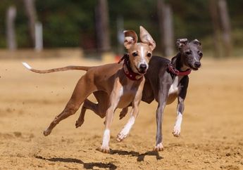 Dari Mana Asal Anjing Greyhound?