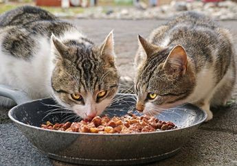 Awas Bisa Menurunan Nutrisinya, Ini 4 Langkah Tepat Menyimpan Makanan Kucing