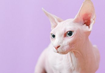 Mengapa Kucing Jenis Sphynx Tidak Memiliki Bulu pada Tubuhnya?