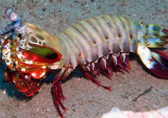 Apa Itu Udang Sentadu?
