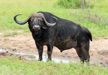 Terlihat Hampir Sama, Apa Perbedaan antara Banteng dan Kerbau?