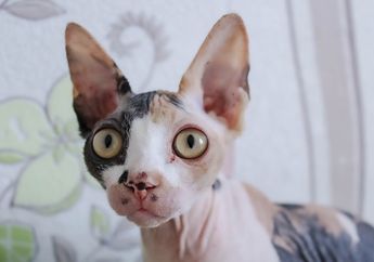 Benarkah Ada Kucing yang Tidak Berbulu?