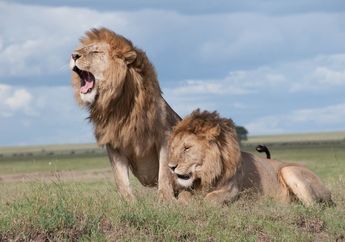 Contoh Soal dan Jawaban Materi Bahasa Inggris tentang Animal 'Lion'