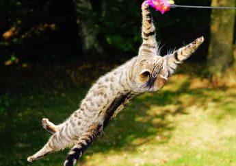 Mengapa Kucing Mendarat dengan Selamat Meski Jatuh dari Ketinggian?