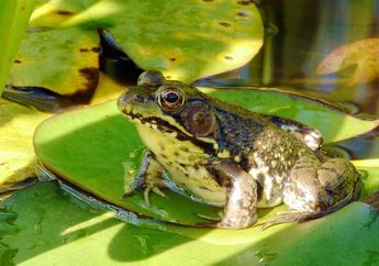 4 Tahapan Siklus Daur Hidup Katak dari Telur hingga Katak Dewasa