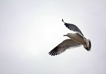 Meski Tidak Ada Aturan Lalu Lintas, Ternyata Burung Juga Mengatur Kecepatan Terbangnya di Udara