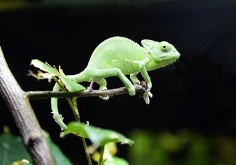 5 Contoh Hewan yang Memiliki Ciri Khusus beserta Habitat Lingkungannya