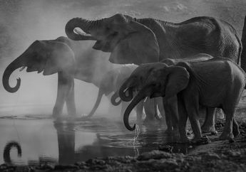 Apa Fungsi dari Belalai Gajah? 