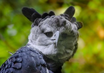 Bisa Sebesar Manusia! Ini 5 Fakta Elang Harpy, Predator Bercakar yang Mematikan