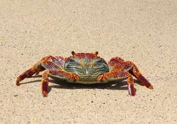 4 Perbedaan Kepiting dan Rajungan Berdasarkan Bentuk Tubuh dan Habitat