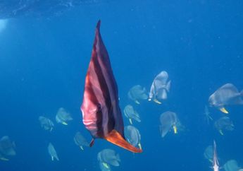 5 Hewan Unik yang Ada di Laut, Ada yang Berwujud Transparan