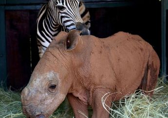 Menghangatkan Hati, Lihat Manisnya Persahabatan Antara Bayi Badak dan Bayi Zebra Ini, yuk!