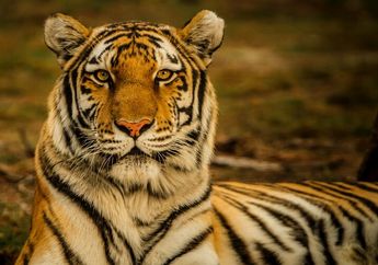 Benarkah Harimau Suka Berenang dalam Air?
