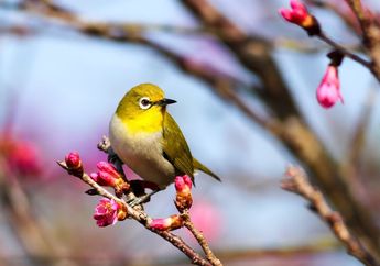 Benarkah Burung Memiliki Indra Penglihatan yang Lebih Tajam? 
