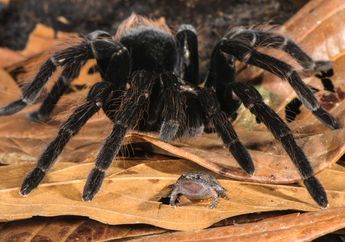 Lucu dan Tak Terduga, Ini Kisah Jalinan Persahabatan Unik antara Tarantula dan Kodok