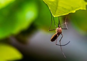 Peringati Hari Malaria Sedunia, Kenali Tanda dan Gejala Penyakit Malaria