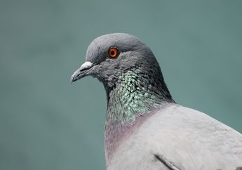 Mengapa Burung Merpati Identik Sebagai Burung Pengantar Surat?