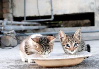 Bagaimana Cara Memberi Makan Anak Kucing yang Berumur 1 Bulan?