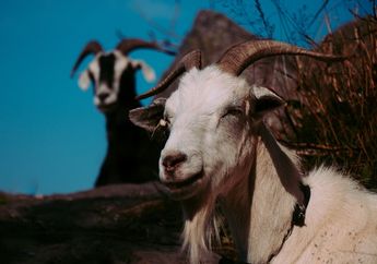 Benarkah Kambing Tidak Bisa Hidup Tanpa Teman?