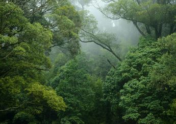 Mengapa Hutan Hujan Berperan Penting untuk Menopang Kehidupan di Bumi?