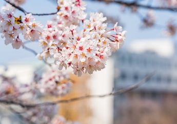 Hanya Mekar Sebentar, Kapan Musim Bunga Sakura Dianggap Berakhir?