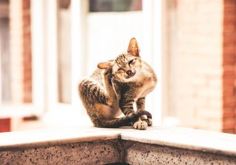 Bagaimana Cara Mengobati Kucing yang Terkena Penyakit Scabies?