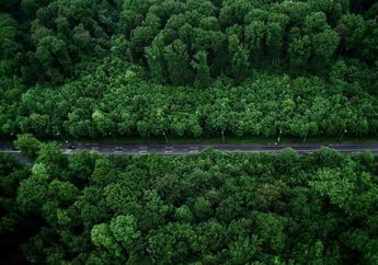 Keren! Ternyata Bumi Punya Ribuan Pohon yang Belum Ditemukan, Ini Penjelasan Ilmuwan