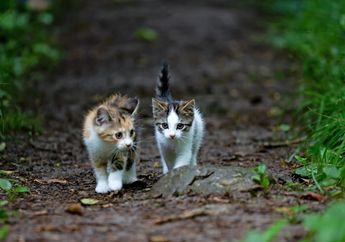 Contoh Report Text tentang Kucing Domestik