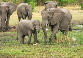Benarkah Gading Gajah Sebenarnya Adalah Gigi?