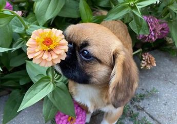 Menggemaskan, Anjing Ini Punya Hobi Mengendus Setiap Bunga yang Ia Temukan
